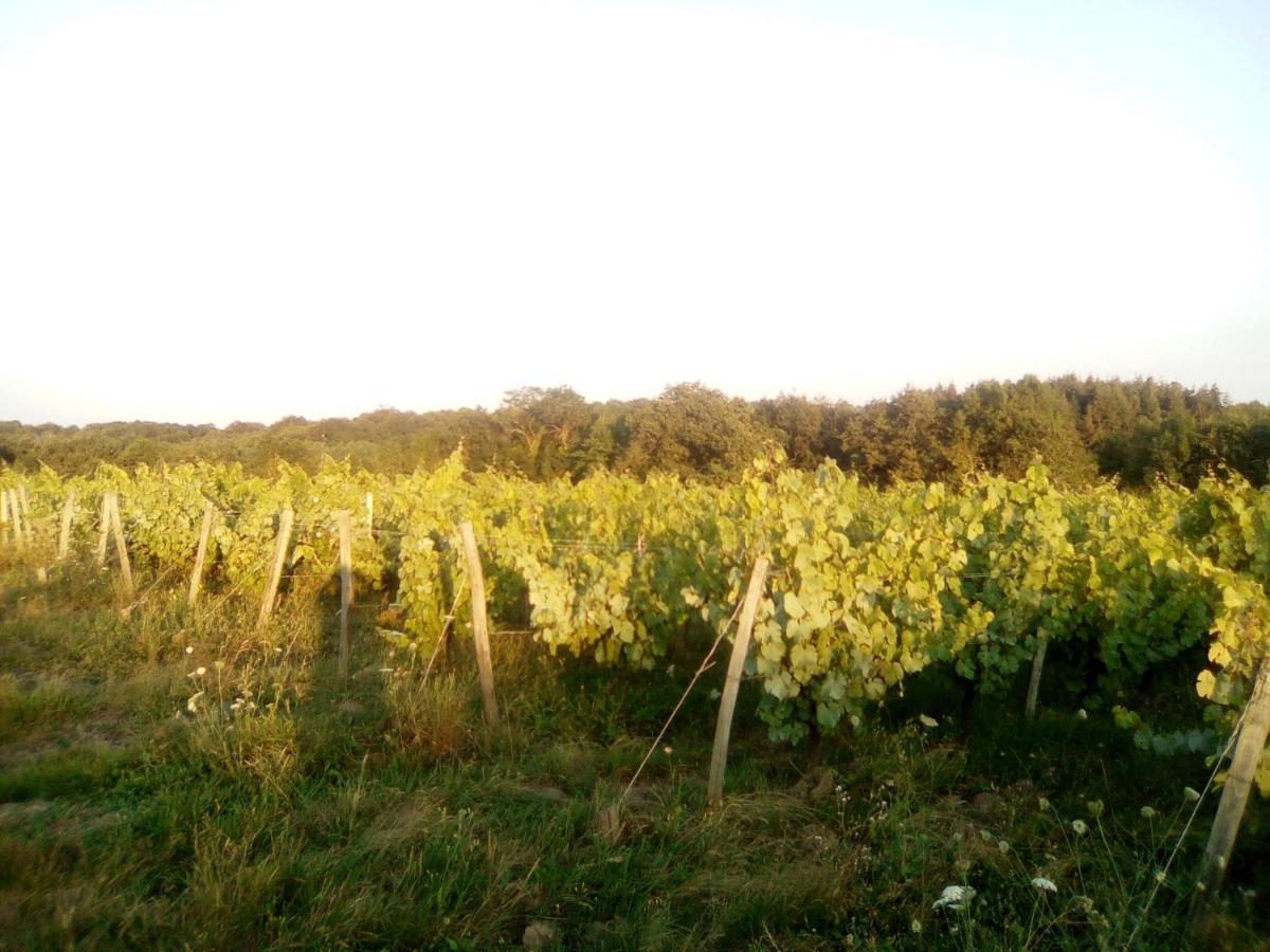 Mas Des Vignes Piscine Chauffee Bed & Breakfast Le Champ-Saint-Pere Luaran gambar